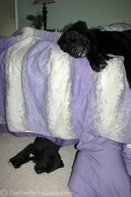 dog-under-bed-and-on-bed.jpg