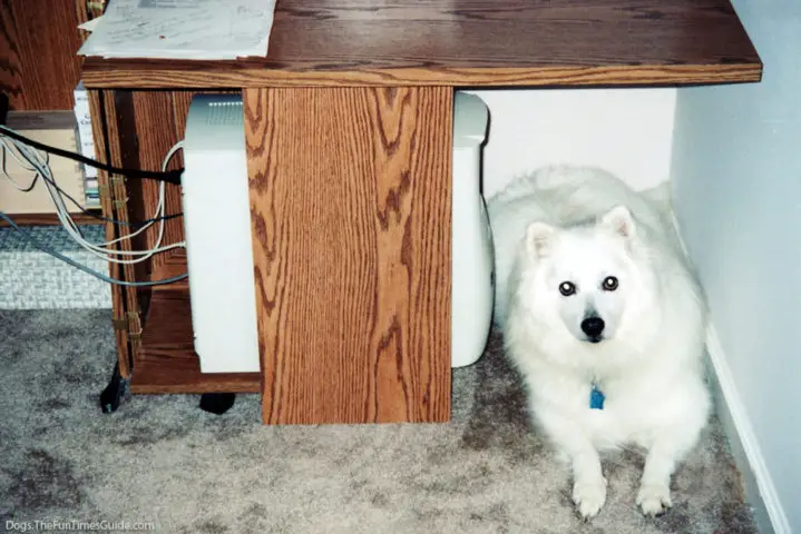 dog-under-table