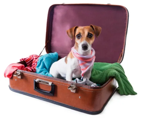 Here's a list of 21 dog-friendly vacation ideas for you to consider. So pack a bag for yourself and then pack one for the dog... it's time to hit the road!