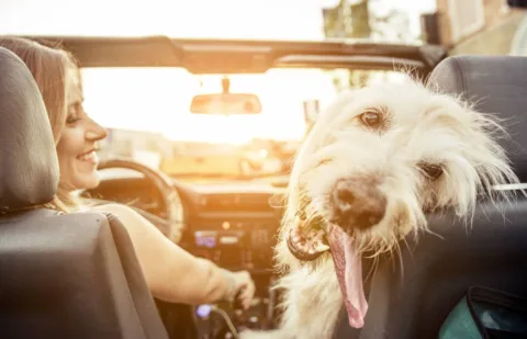 Dog vacation ideas - 21 places you can take your dog for an afternoon, a few days, or the summer!