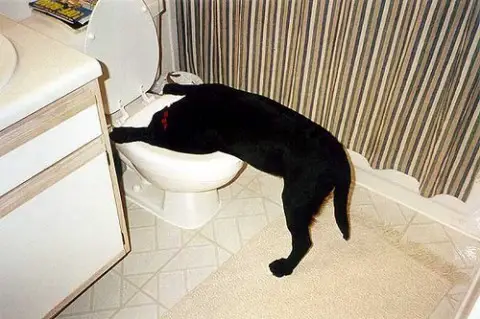 dog-vomiting-by-cutglassdecanter.jpg