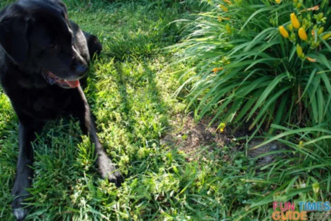 My dog, Tenor, watching over the rabbit hole where the bunnies reside in our backyard -- underneath the daylillies. 