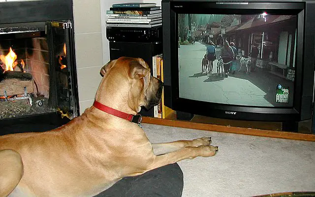 dogs and tv watching