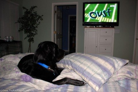 dog-watching-tv-on-the-bed-with-pillows