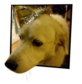 dog-wearing-party-hat-by-boeke.jpg