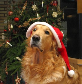 dog-wearing-santa-hat-by-samikki.jpg