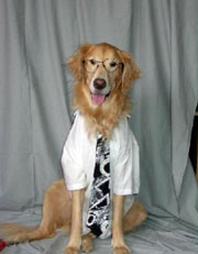 dog-wearing-shirt-and-tie.jpg