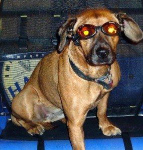 should my dog wear sunglasses