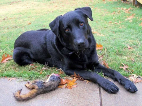 Has your dog ever brought a squirrel to you? Mine has. Here's what you should do if the squirrel is still alive. 