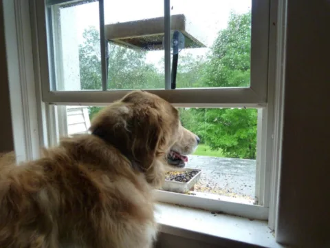 dog-window-safety-tips