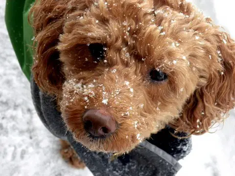 dog-winter-snow-by-ktylerconk.jpg