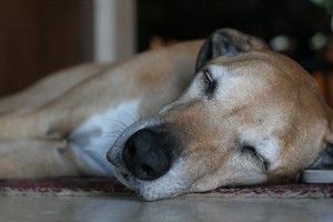 dog-with-cancer-by-perfectoinsecto.jpg