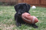 Tenor with a 'real' football... one of his favorite toys!