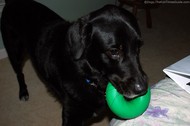 dog-with-goughnuts-dog-toy-in-mouth.jpg