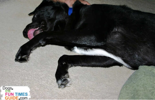 Notice the fur growing on the bottom of this dog's paw -- in and round the paw pads themselves. See how to safely trim your dog's paws.