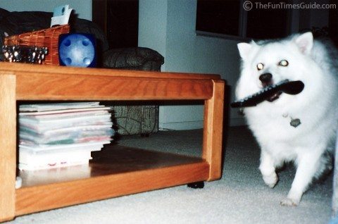 Our dog Jersey bringing the remote control to me -- when I couldn't find it and asked my dog to find it! 