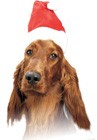 Dog with Santa hat.