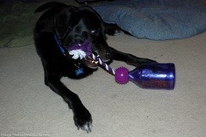 At times, he was more interested in the rope than the treats inside the bottle. dog-with-tug-a-jug.jpg