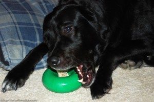 dog-wraps-his-mouth-around-goughnuts-toy.jpg