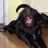 dog-yawning-singing.jpg