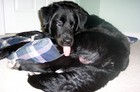Dog trying to lick himself... this time NOT for pleasure, but for pain relief after his neuter surgery.