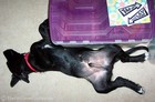 Before the surgery, THIS is how Destin always slept... belly-up!