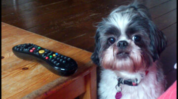 How To Teach Your Dog To Bring You Anything (…Like The TV Remote Control)