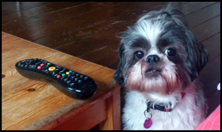 How to teach your dog to bring anything... like the TV remote control.