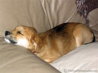doggie-couch-potato.jpg