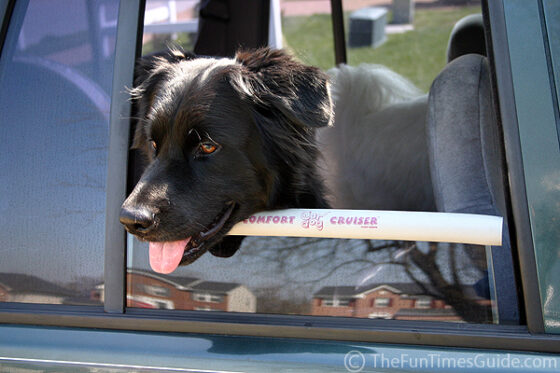 Comfort Cruiser... a window bumper or dog chin rest for car rides.