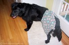 Destin sporting his new doggie underwear. He wore these for several days.