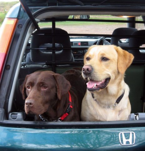 dogmobile-dog-car