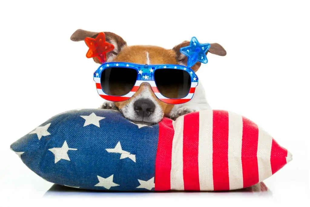 Things you can do if you're staying home with your dog on the Fourth of July.