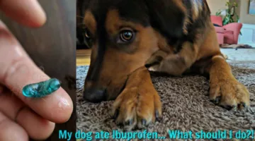 My dog ate Ibuprofen, what do I do next?