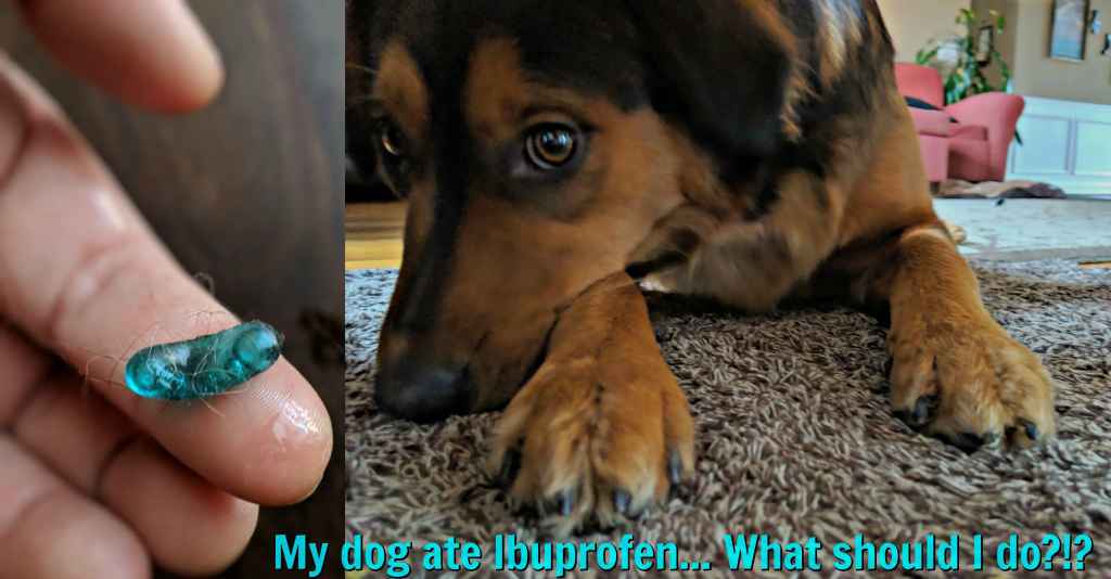 My dog ate Ibuprofen, what do I do next?