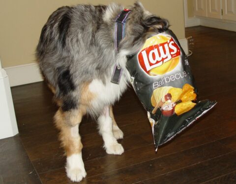 dog eating out of a potato chip bag