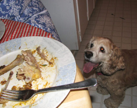 Dogs and turkey bones don't mix! Be sure to place Thanksgiving leftovers and plates with food scraps out of reach