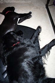 dogs-asleep-together-under-desk.jpg