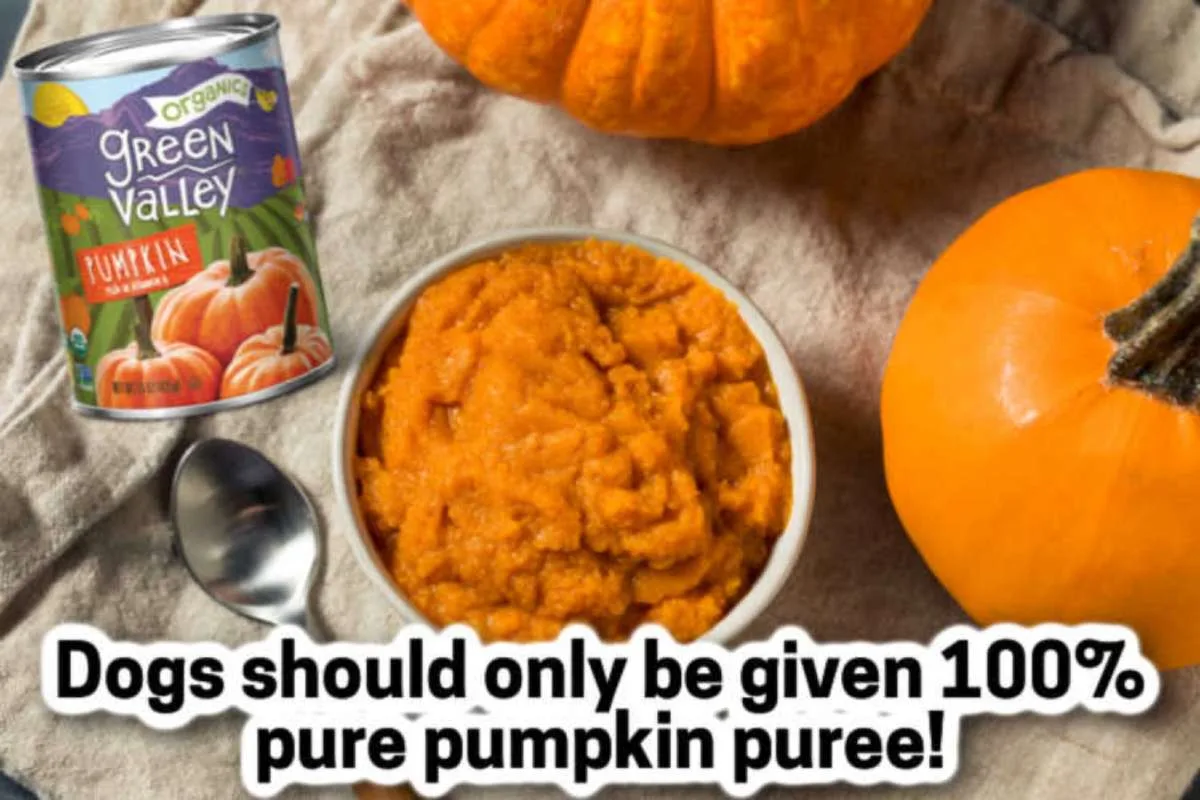 Is pumpkin puree good for dogs with diarrhea hotsell