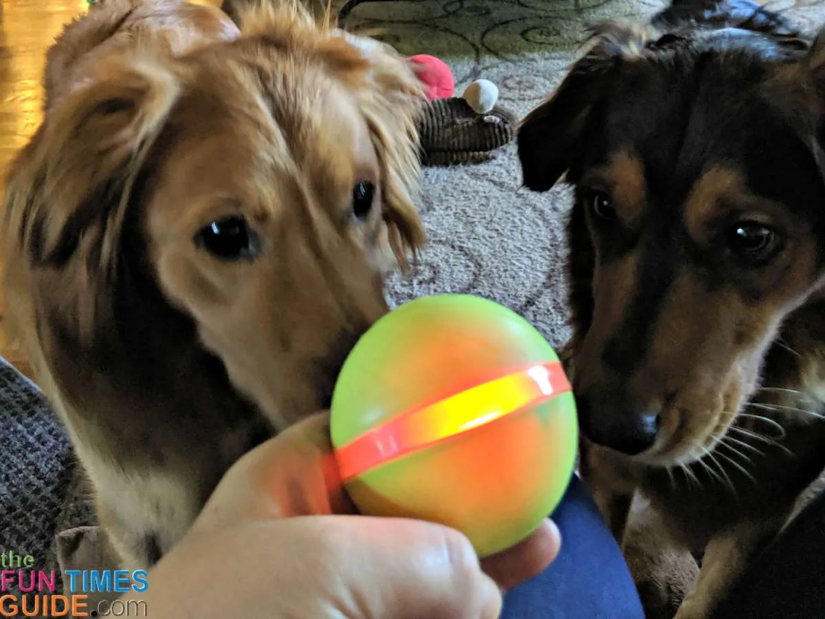 My dogs are always eager to play with the Wicked Ball again. You can tell they're interested to see what it will do next! 