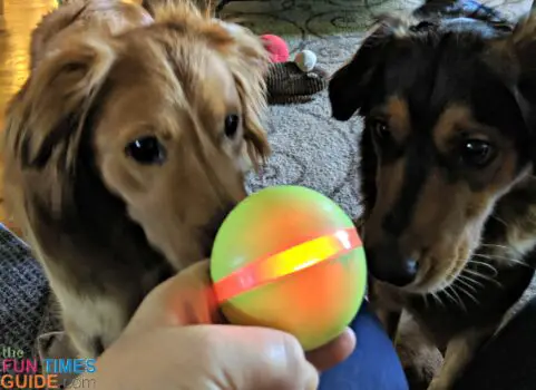 My dogs are always eager to play with the Wicked Ball again.