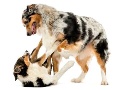 Is Your Dog Jealous? Here’s How To Stop Dog Jealousy & Aggression In Dogs