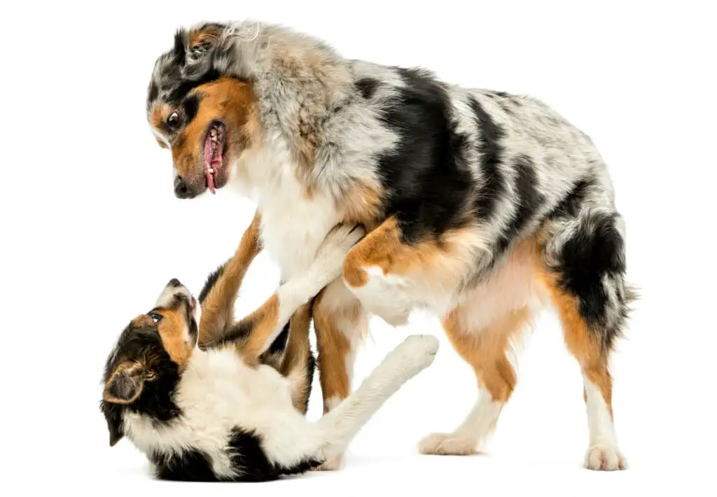 dog is suddenly aggressive towards other dogs