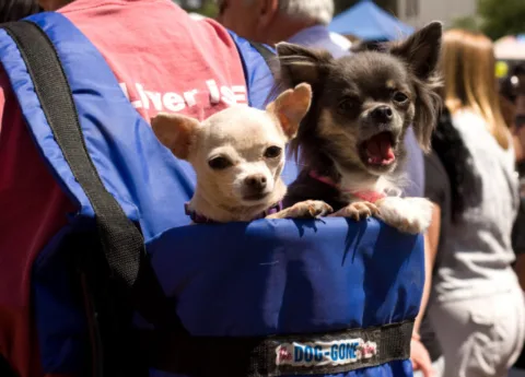Dogs in backpacks