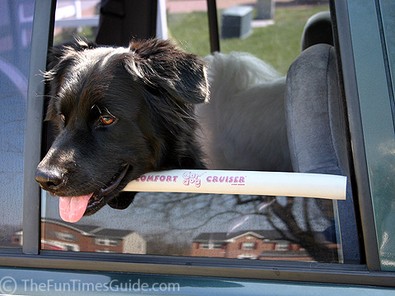 dogs-in-cars-4.jpg