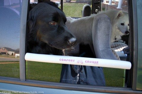 dogs-in-the-car-with-chin-rest.jpg