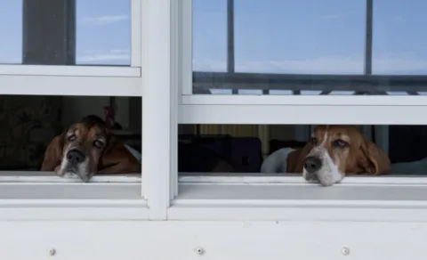 Hounds looking out the windows.