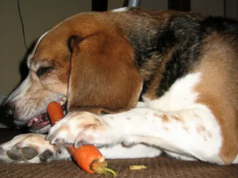 dogs-like-raw-vegetables