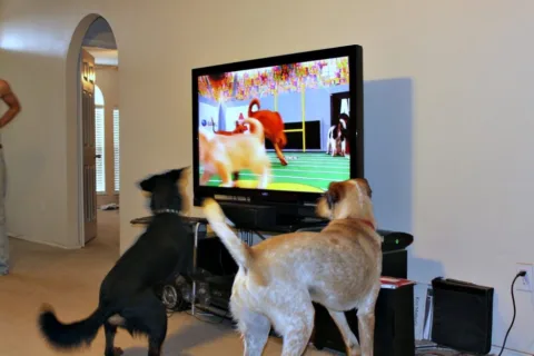 dogs watching Puppy Bowl on TV