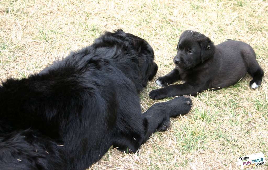 Do Dogs Feel Jealous? Yes! How To Stop Dog Jealousy And Aggression